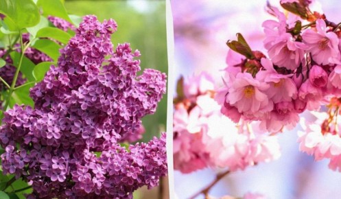 ������ ������� �� ����� ��� �������: 5 �������� �� ��������