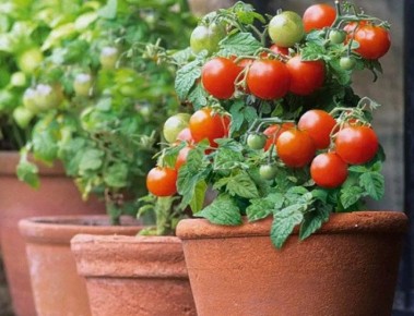 Компактные томаты для домашнего огорода: как собрать до 50 кг с 11 кустов