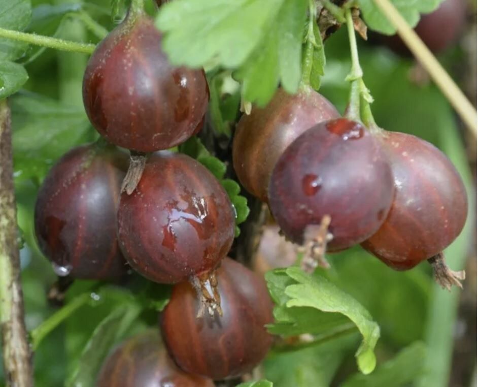 ������� ������ ���������� � ��� �������� ������ �� �����������