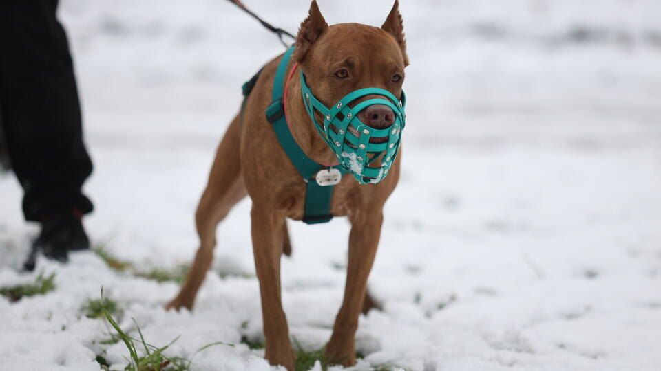 В Госдуме обсуждают передачу полномочий МВД для контроля за домашними животными