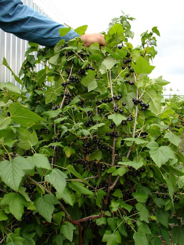 Как садоводы противостоят стекляннице на смородине и почему это не всегда эффективно