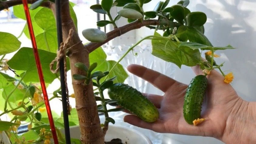 Как с трёх семян огурцов получать два килограмма в месяц