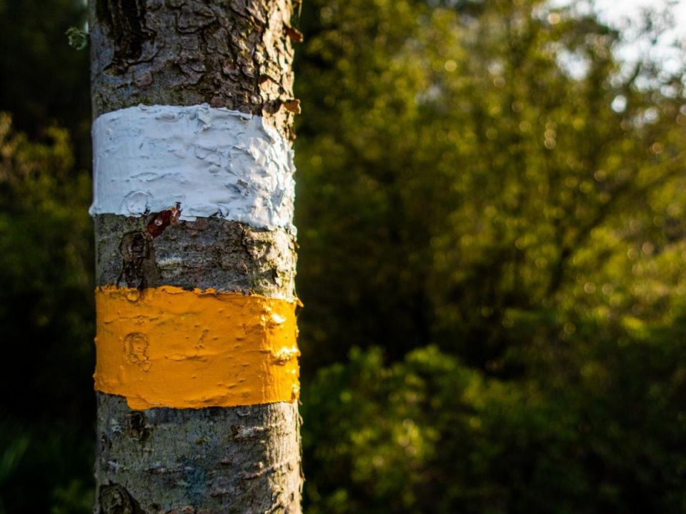 Секреты зимней защиты для маленьких саженцев: стоит ли белить или укрывать?