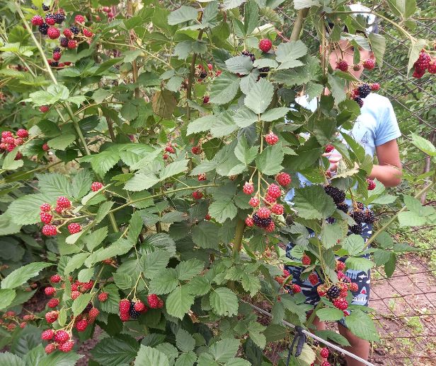 ��� ����������� ������� � ����: ������ ��� ������ ��������