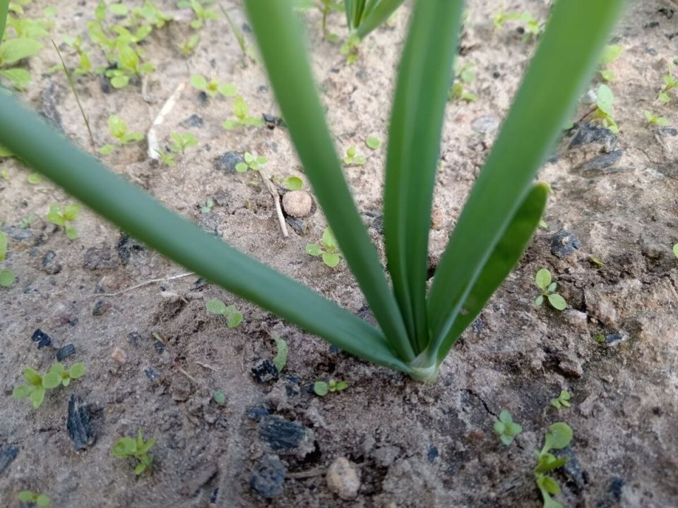 Первая подкормка лука: как получить щедрый урожай