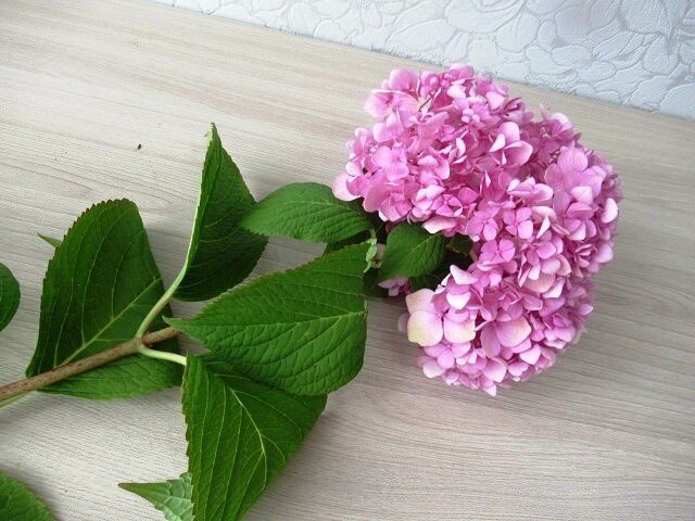 Как успешно черенковать гортензию осенью: советы и секреты