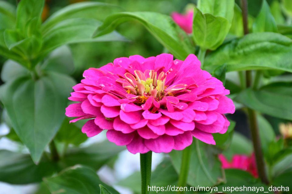 Секреты шикарных циний: как подкормить для роскошного цветения