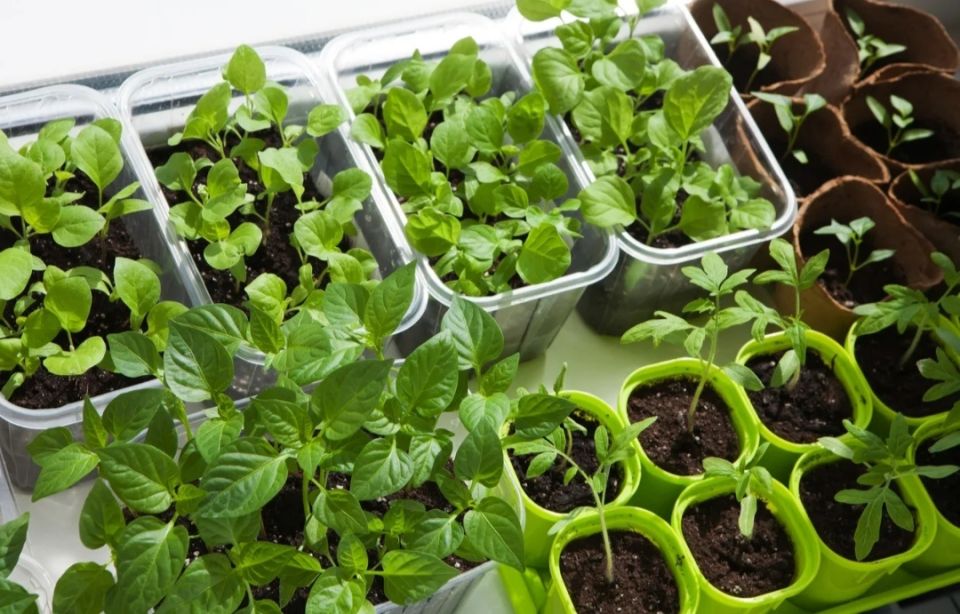 Январские посевы: что сажать для раннего урожая и цветения