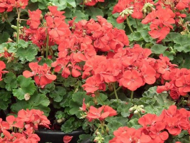 ��� ��������������� �������� ������ ���� �����