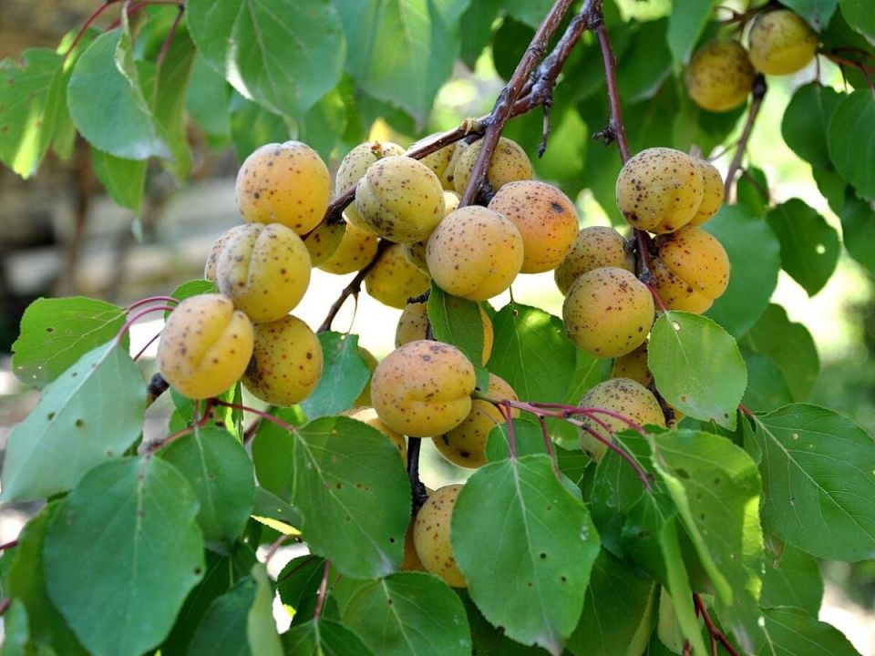 Как правильно поливать и подкармливать абрикосы: секреты садоводов