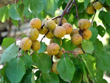 ��� ��������� �������� � ������������� ��������: ������� ���������