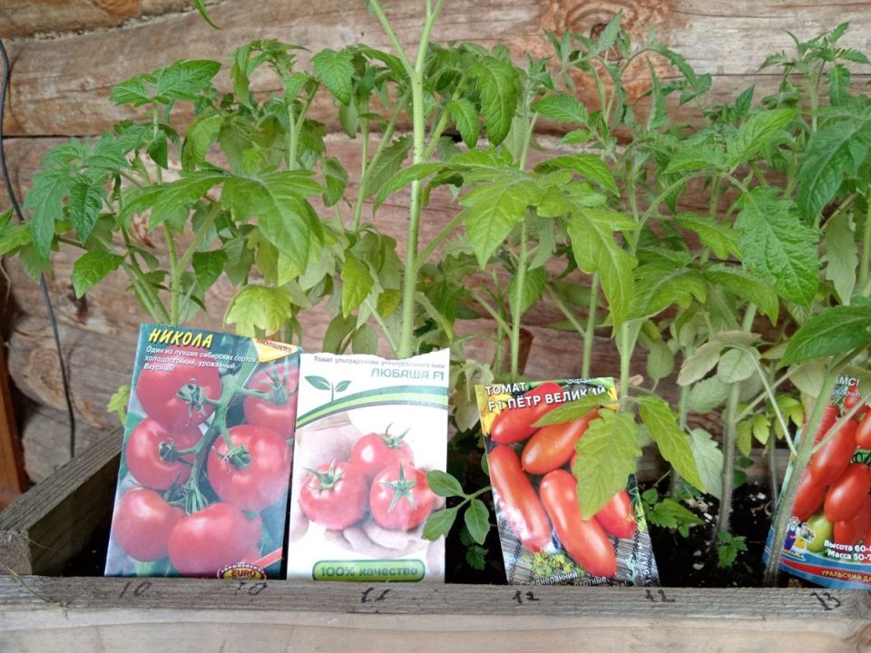 ��� ��������� ����������� ������� ������� � �������