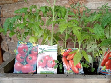 Как правильно подготовить рассаду томатов к высадке