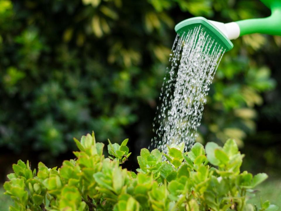 Как собрать дождевую воду и сэкономить на поливе: простые идеи