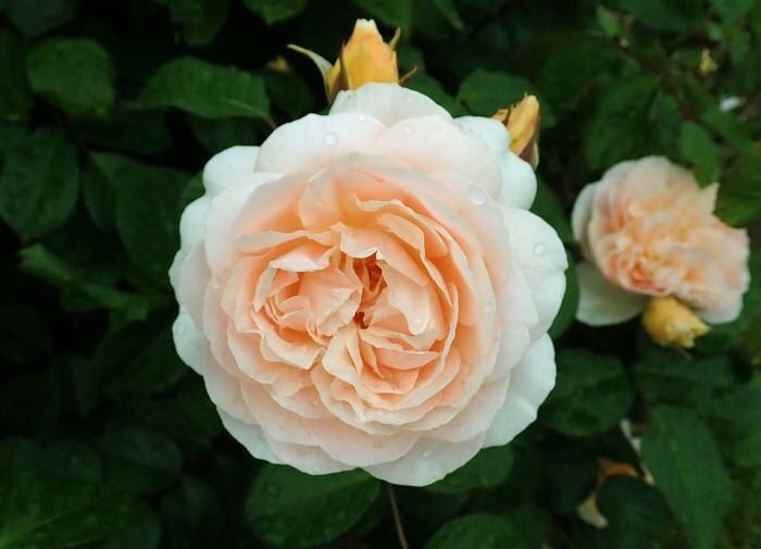 ����� ������������ ���: ������-����� � �������� ��������