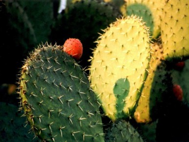 ��� ��������� ������������ �������: ������� ��������� �����