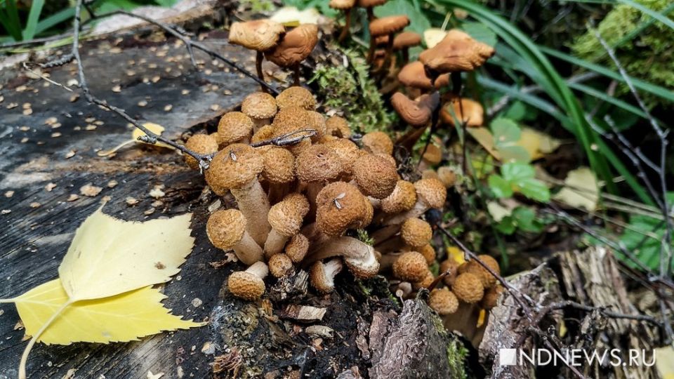 Грибная охота на Урале: уральцы находят последние щедрости леса