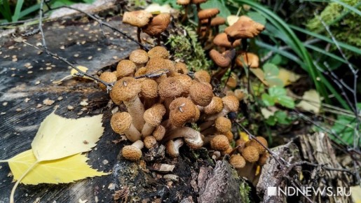 ������� ����� �� �����: ������� ������� ��������� �������� ����