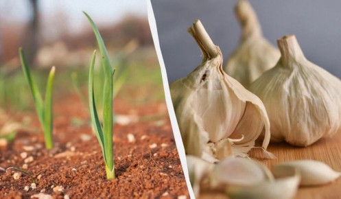 ��� ��������� ���������� ������ ������ � ���: ������ ��� ��������� ������