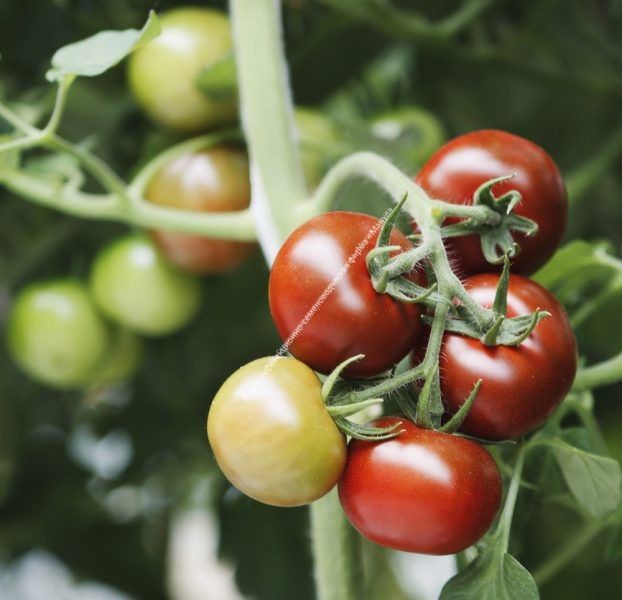 Томат Тайный игрок: как добиться идеального урожая и яркого вкуса