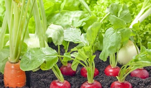 ��� �������� ������ ��� ������������� ������������ � ���������