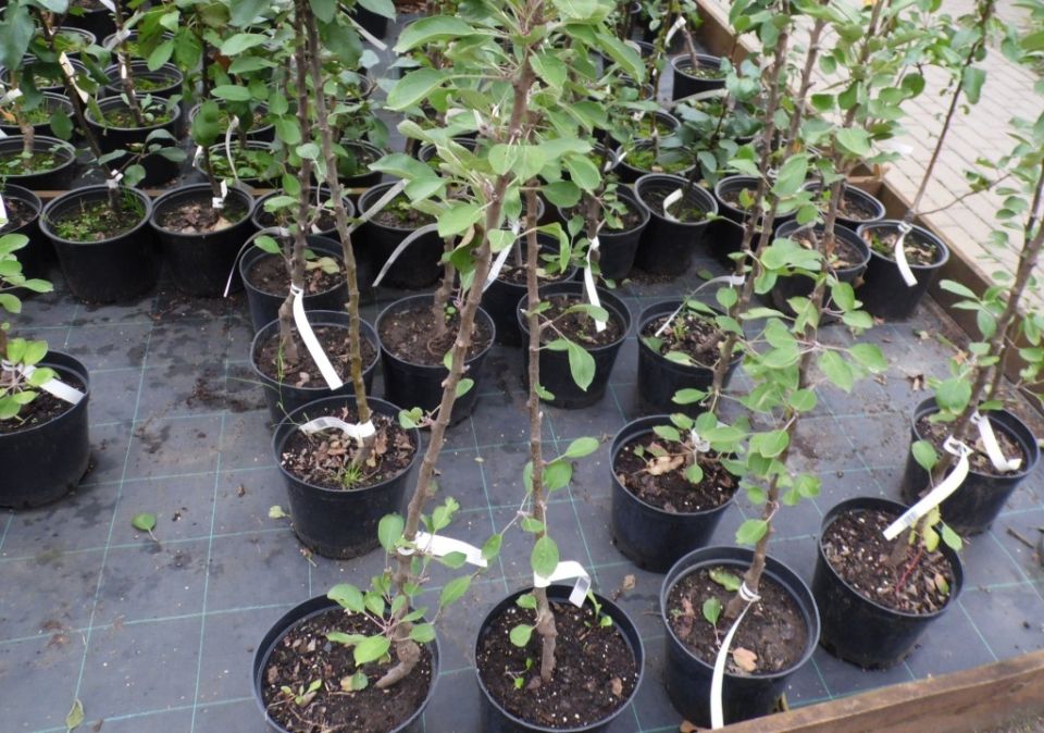 ��� ������� ������ ��� ������: ������ � ��������������