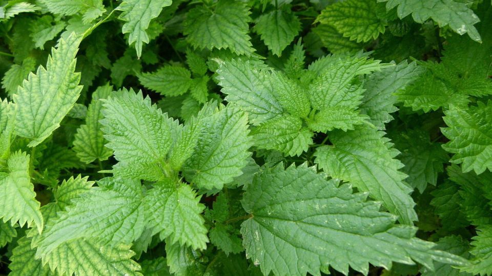 ��� ������� ������ �� ��������