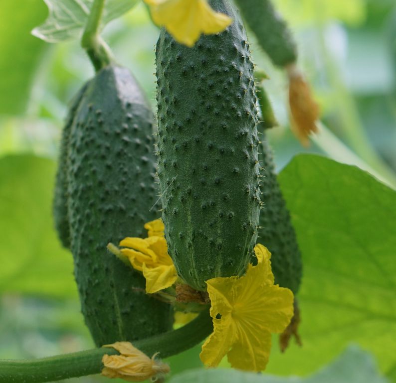 ��� �������� ������� ������ �������: ������� � ������