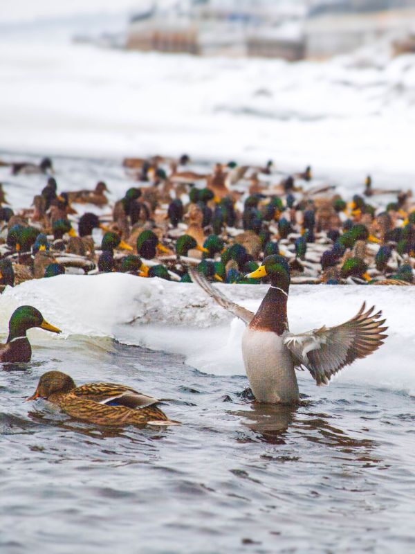 ������ ����, ��������!. �� ��������� 7 �������