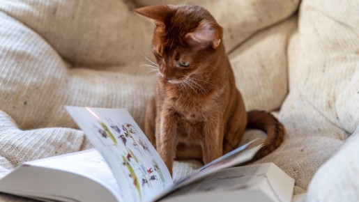 ������, �� ���� �� ������������: ��� ������ ����� ������� ������ �� ������