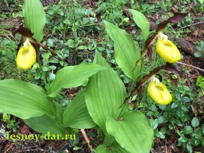 ������� ��������: ������� ������� � ���������� ��������