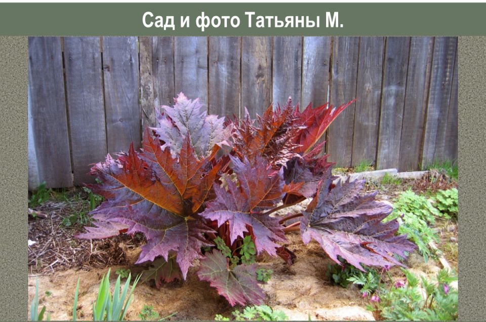 Летний цветной фейерверк: ревень тангутский в российских садах