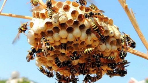 ����� ��� ���������� ����������: ����������� ������������ ���� ���������