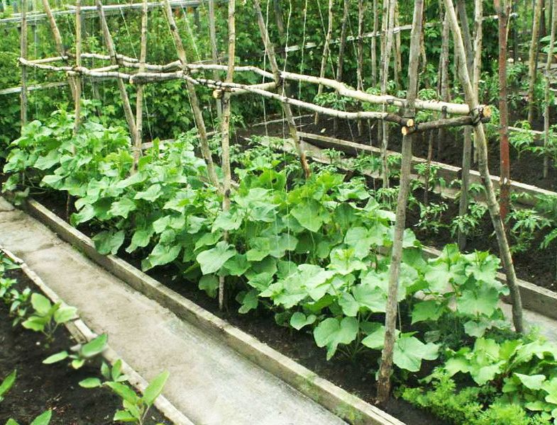 ��� ��������� ������� ������������ ��������� ������������