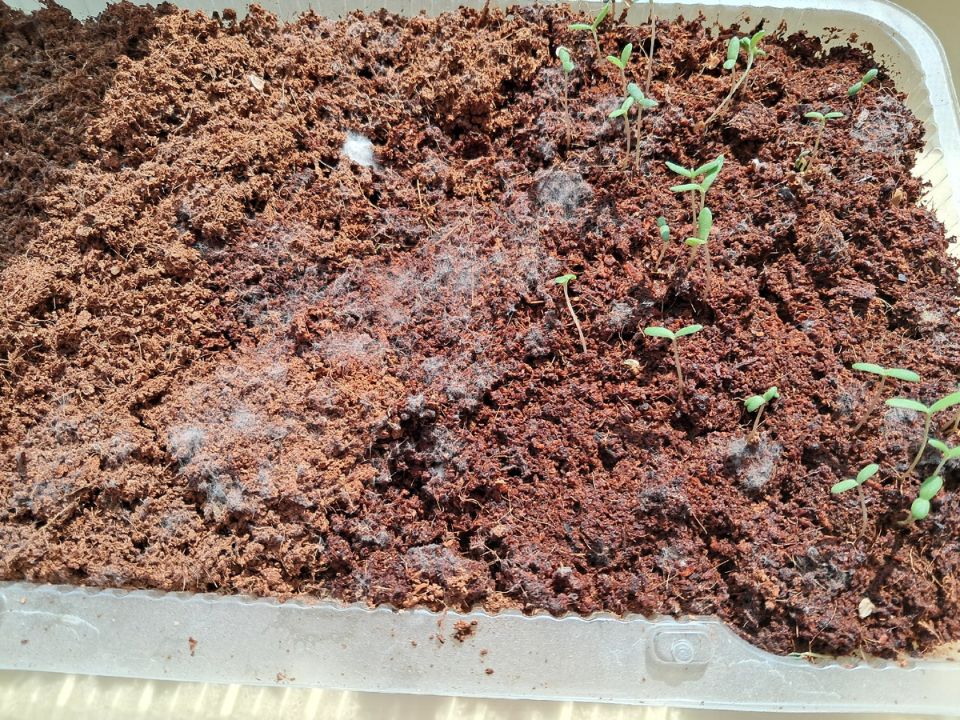 ������ ���������� ������� �� ������ ��� �������?