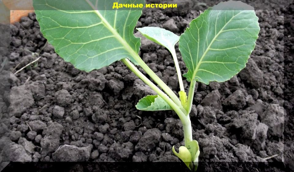 ��� ��������� ��������� �������: ������� �������� �������