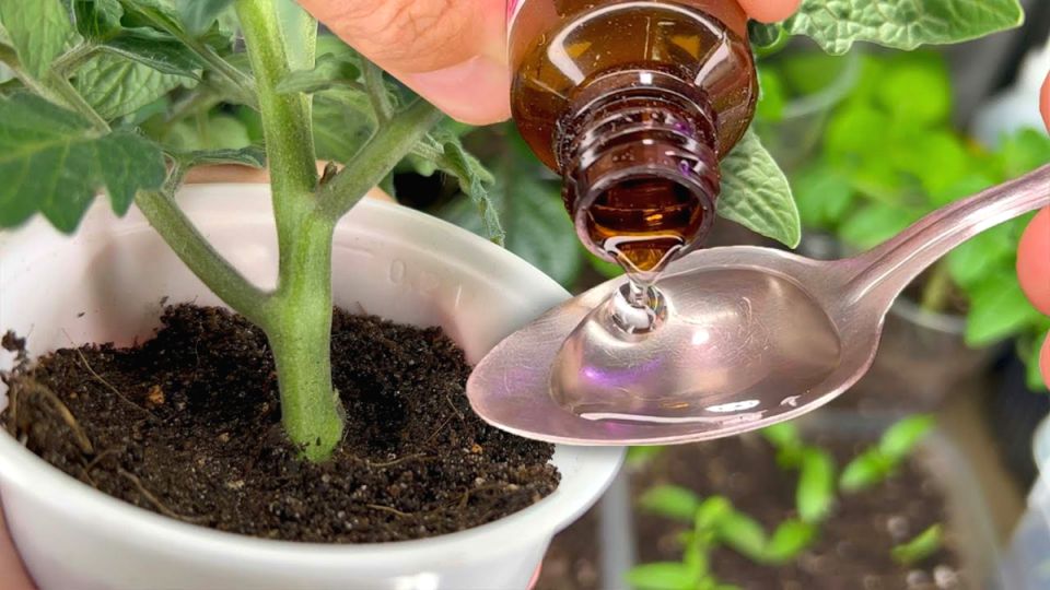Как преобразить свою рассаду с помощью доступной подкормки за 15 рублей