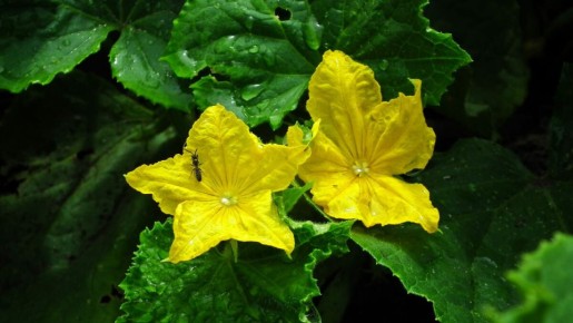 ����������� �� ����������� �� �������