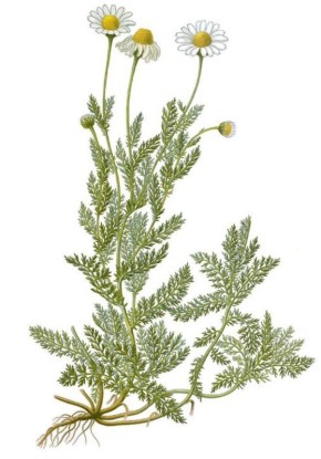 Ромашка аптечная: незаметный целитель на вашем окне