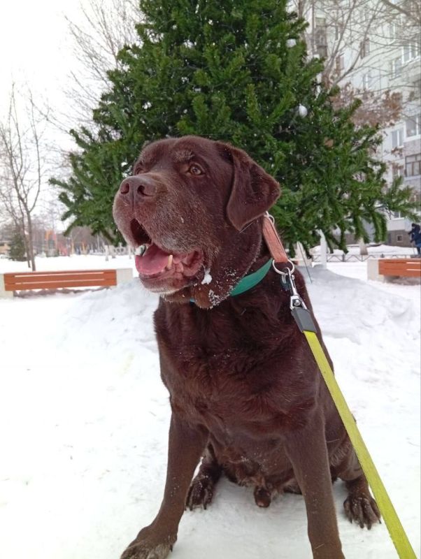 Как поживаешь, Марик?. Помните историю лабрадора Марика? В 2022 году его привезли из Мариуполя, где при обстреле он потерял своих хозяев