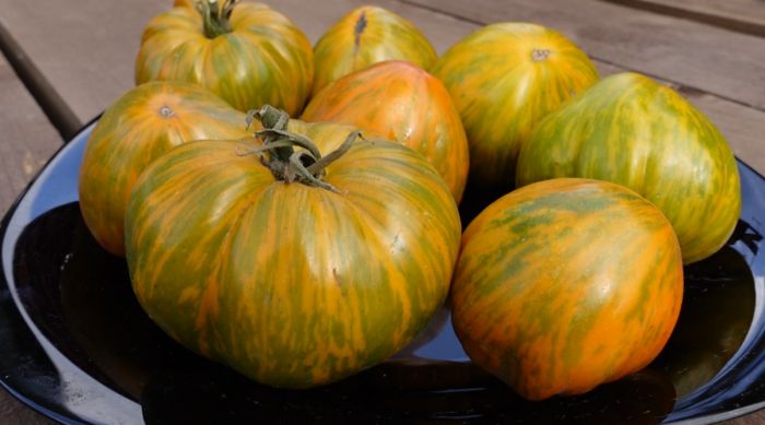 Томат «Зебра желтая»: полосатая красота с солнечным вкусом для ваших салатов