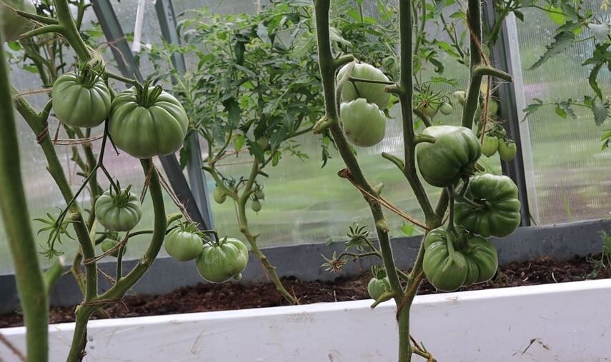 Обычные овощи на грядке: как легко распознать риск и сохранить здоровье