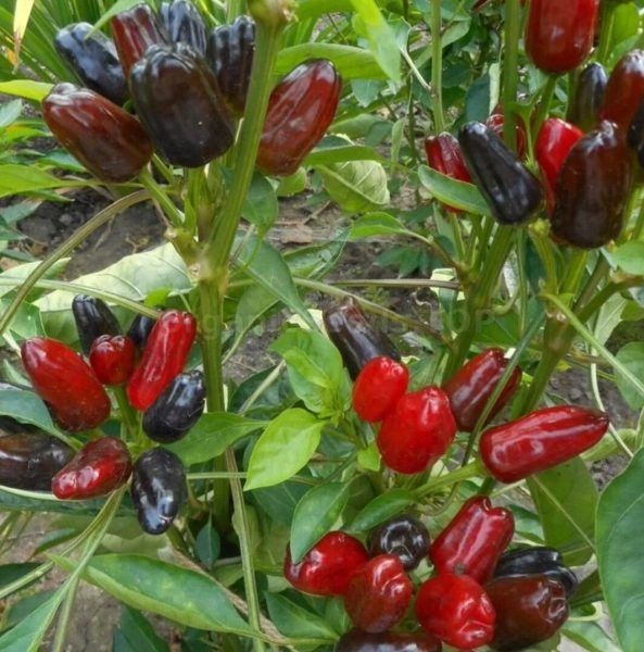 ����� �������� ������: ������ �����, ������� ��������, � ������ ����