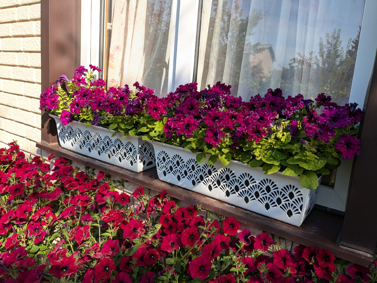 Выбор идеальных петуний для следующего сезона