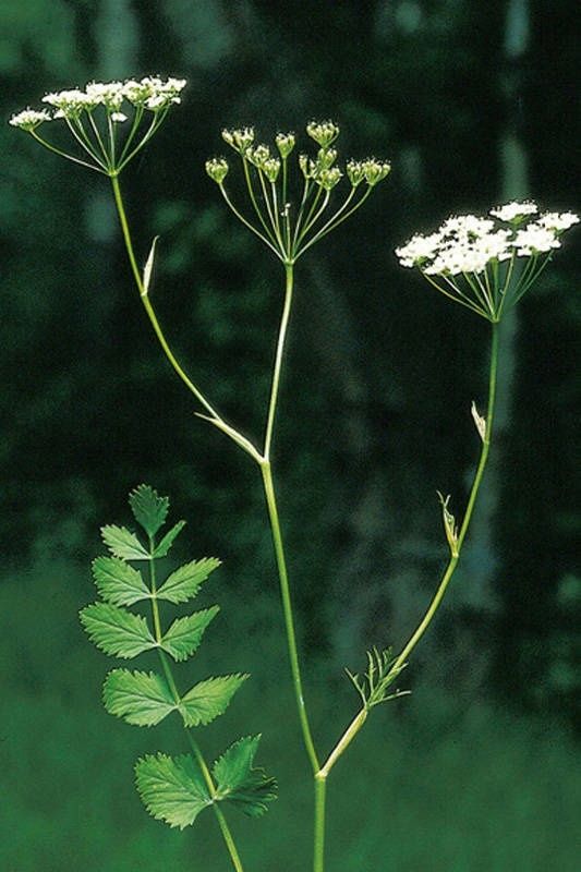 �������� ��������������: ������� �������� � ������������ ���������