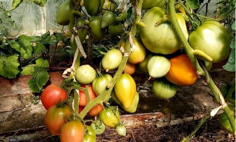 Что действительно стоит класть в лунку под томаты