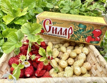 Как защитить свои растения: опыт применения "Силара"