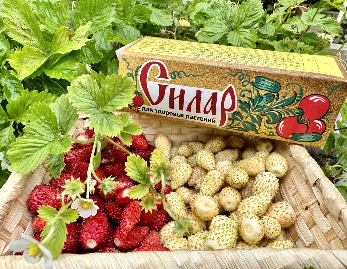 Как защитить свои растения: опыт применения "Силара"