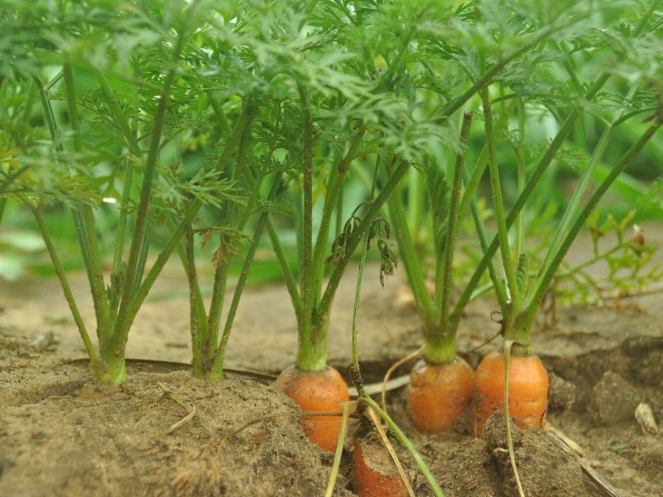 ��� ��������� ������ ������ ������ � ������ �������