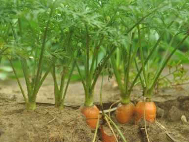 Как туалетная бумага меняет подход к посеву моркови